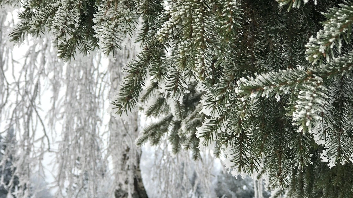 Вильфанд объяснил, почему зима 2025-2026 запомнится россиянам: главные особенности