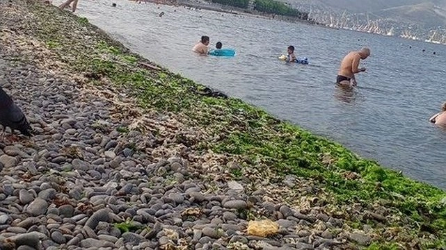 Пляж «Нептун» в Новороссийске усеян гниющими водорослями