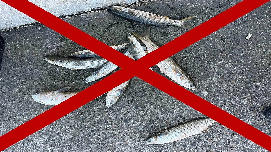 В портах Новороссийска до конца апреля ввели полный запрет на вылов кефали