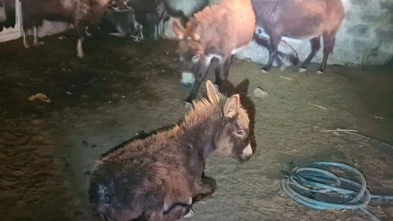 В Анапском районе полиция расследует жестокое нападение на осла