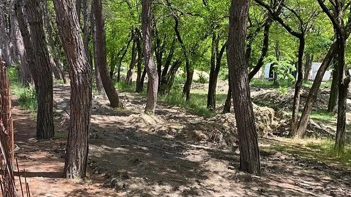 Во время реконструкции в парке Фрунзе сохранят больше деревьев, чем планировали