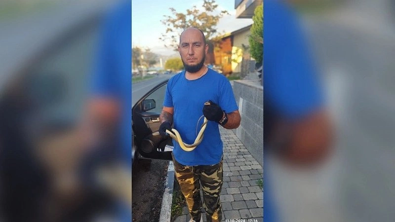 Змея перегородила путь жителям Новороссийска