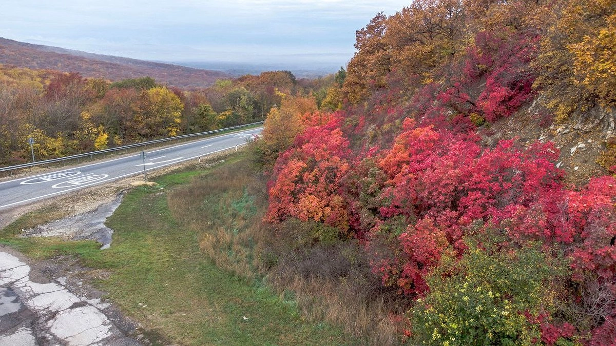 Под Новороссийском незаконно вырубили лиственные деревья на 2 миллиона