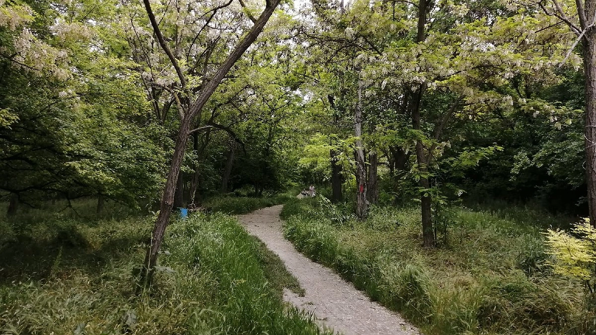 Главная картинка новости: Краевая прокуратура признала наличие ручья на месте строительства детского сада у Пионерской рощи