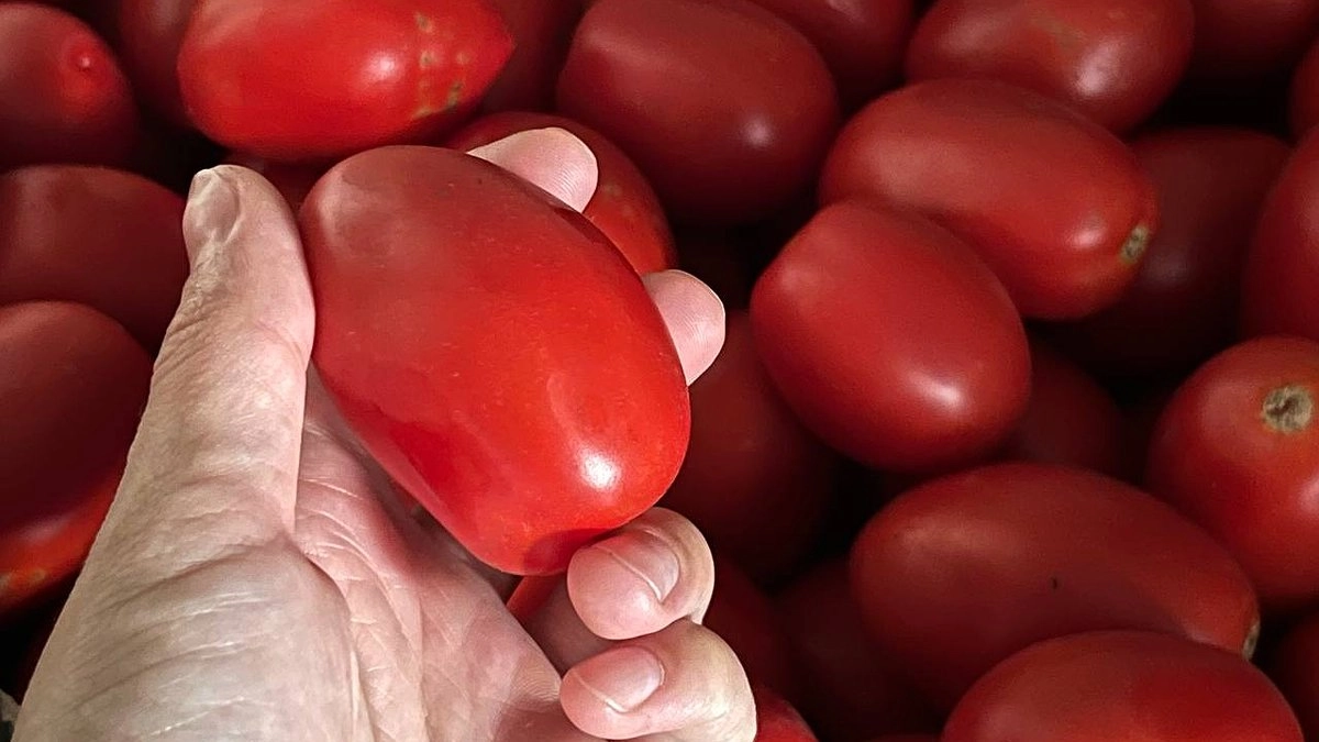 Главная картинка новости: Предсказано звездами: эти даты посева помидоров принесут тонну плодов