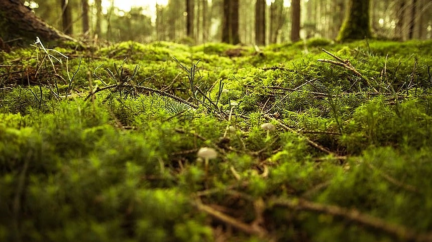 Нельзя ходить после дождя и глубоко в лес: грибникам напомнили о фатальных ошибках