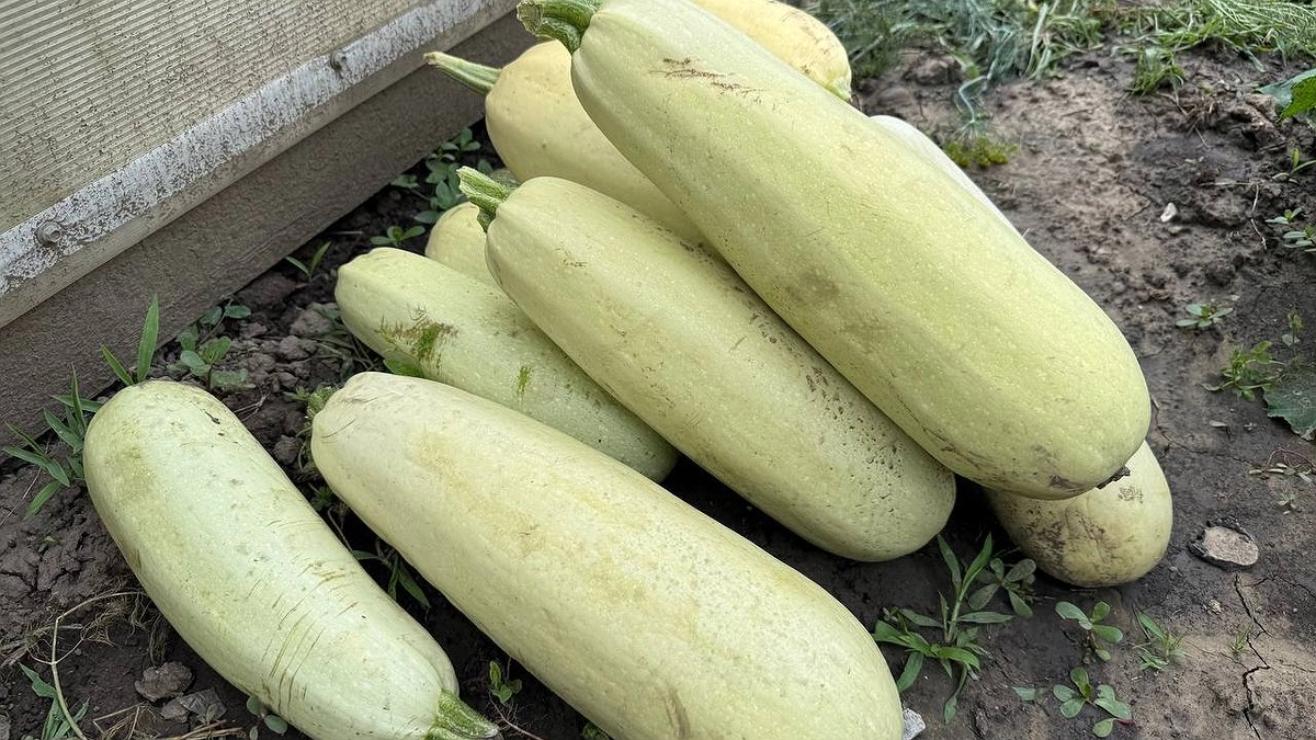 Секрет рассады за 20 дней: как обогнать соседей по даче и собрать ведра кабачков в июне
