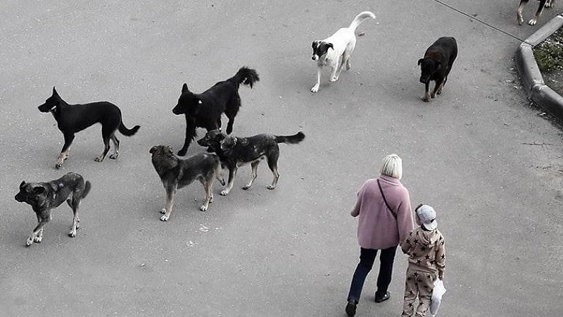 В Краснодаре зоозащитники выступают против законопроекта о euthanasia бездомных животных