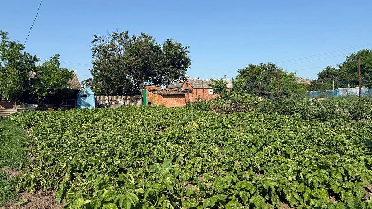 Главная картинка новости: Десятки клубней в награду: обязательно дайте «витаминку» картофелю перед цветением