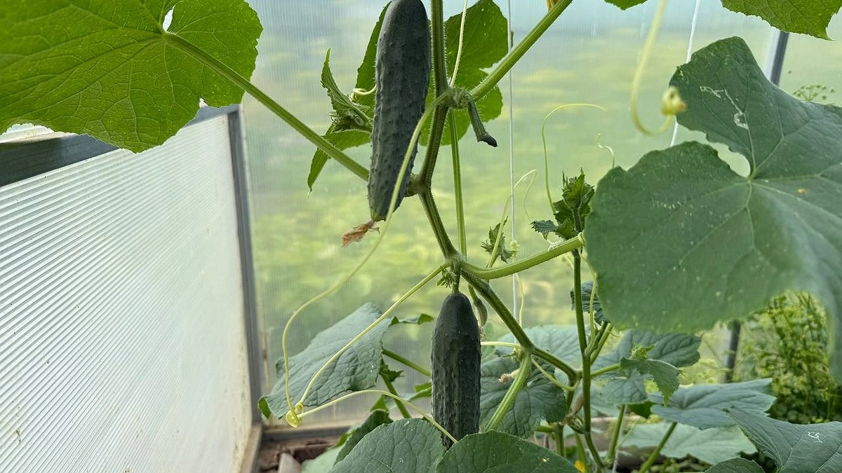 Главная картинка новости: Вместо золы и коровяка: эта простая подкормка для огурцов даст вам шикарный урожай