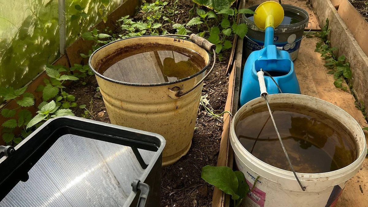 Не покупаю удобрения вообще: этот кухонный «отходняк» даёт такой рост, что тычки заглядывают через забор