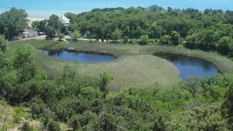 В лесах Новороссийска незаконно срубили 14 дубов и грабов