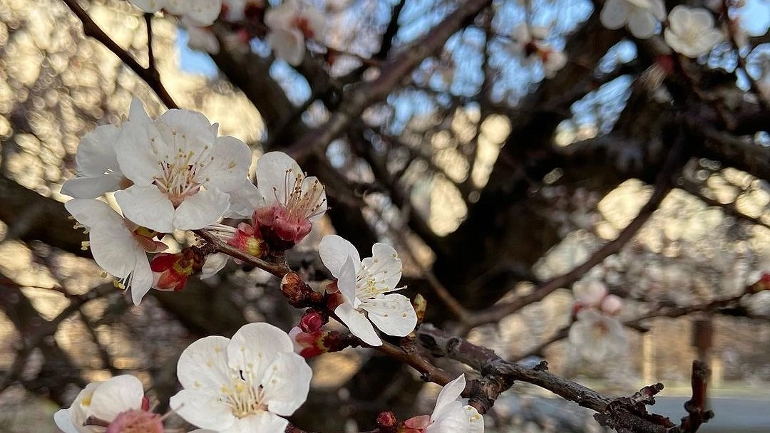 Цветущие деревья радуют своей красотой. Фотоподборка весеннего Новороссийска