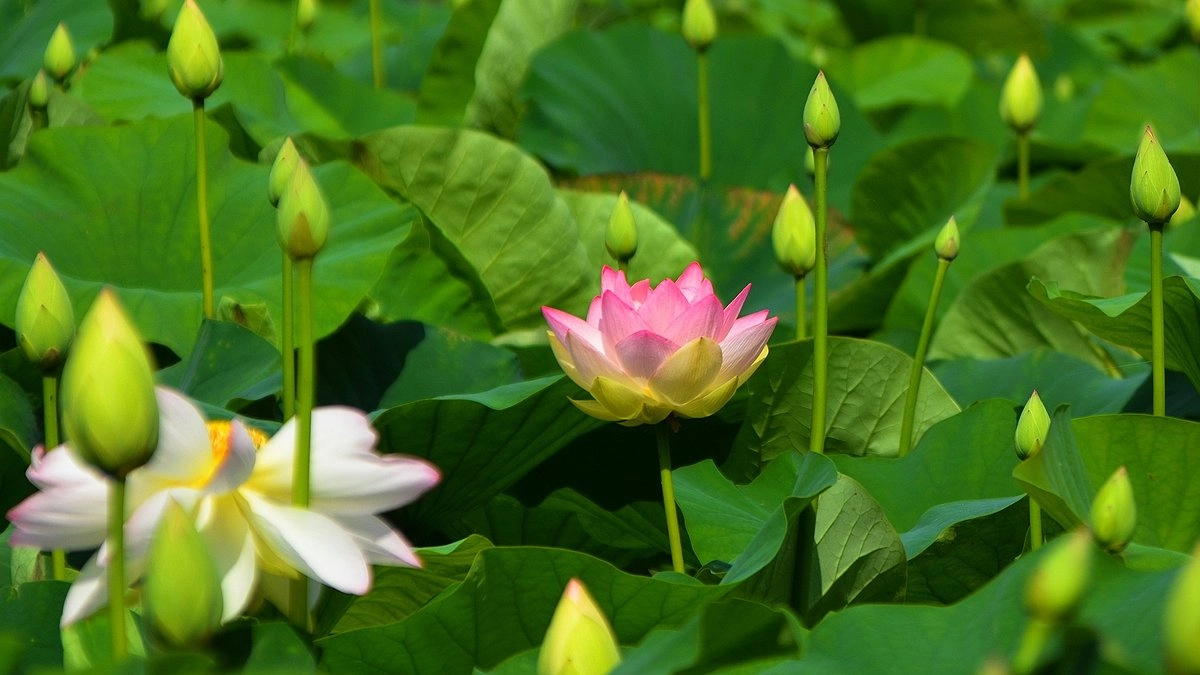В пригороде Новороссийска зацвели лотосы