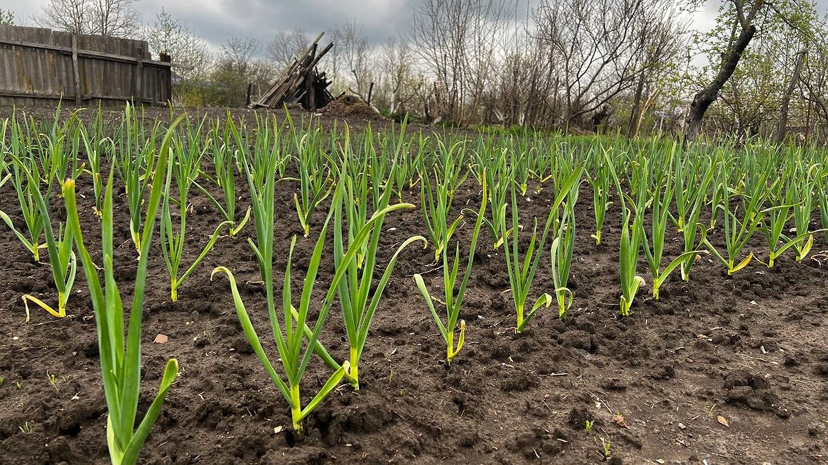 Главная картинка новости: Перья лука и чеснока теперь спасаю от луковой моли за 1 раз — зеленеют через 2 дня + сразу запускают рост головок