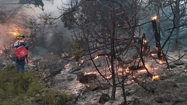 Главная картинка новости: Возбуждено уголовное дело по факту лесного пожара под Новороссийсокм