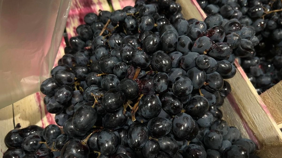 Суд окончательно отказал винодельне «Бюрнье» в выкупе 109 га земли в Новороссийске