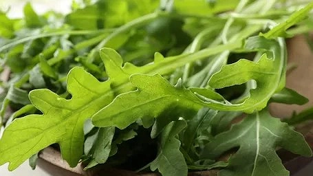 Выращиваю рукколу на балконе: витаминная зелень для салатов круглый год