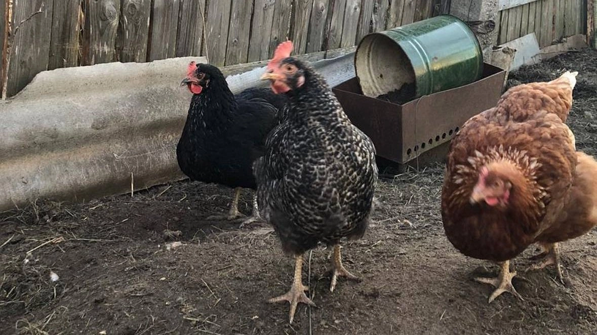 Вши и блохи с кур убегут без оглядки: закидываем 3 ветки в курятник — и несушки больше лысеть не будут