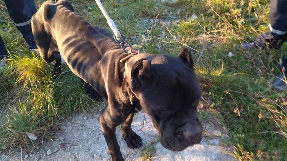 Главная картинка новости: Под Новороссийском спасли двух брошенных собак