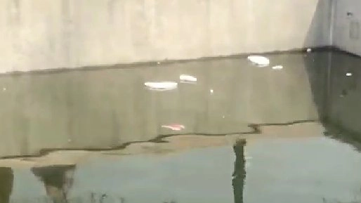 Главная картинка новости: Гости Новороссийска возмутились грязным прудом в парке Фрунзе. Видео