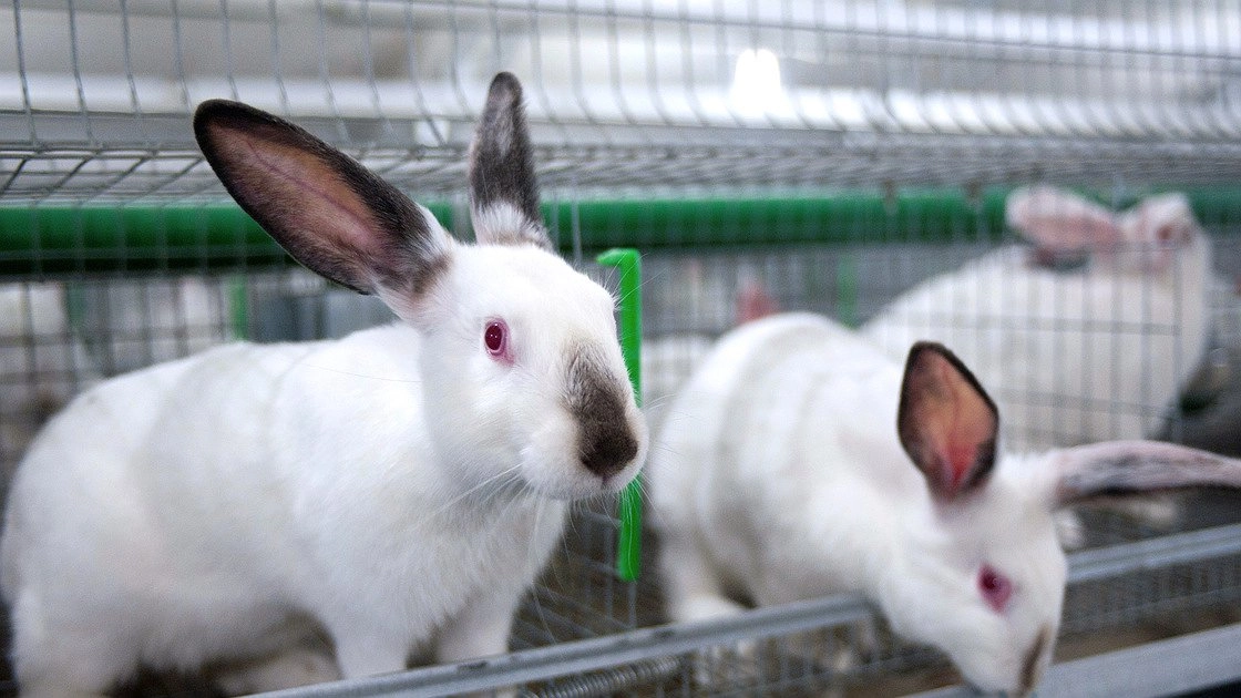 Вместо кроликов «развели» государство. Новороссийцы подделали документы, чтобы получить 600 тысяч рублей