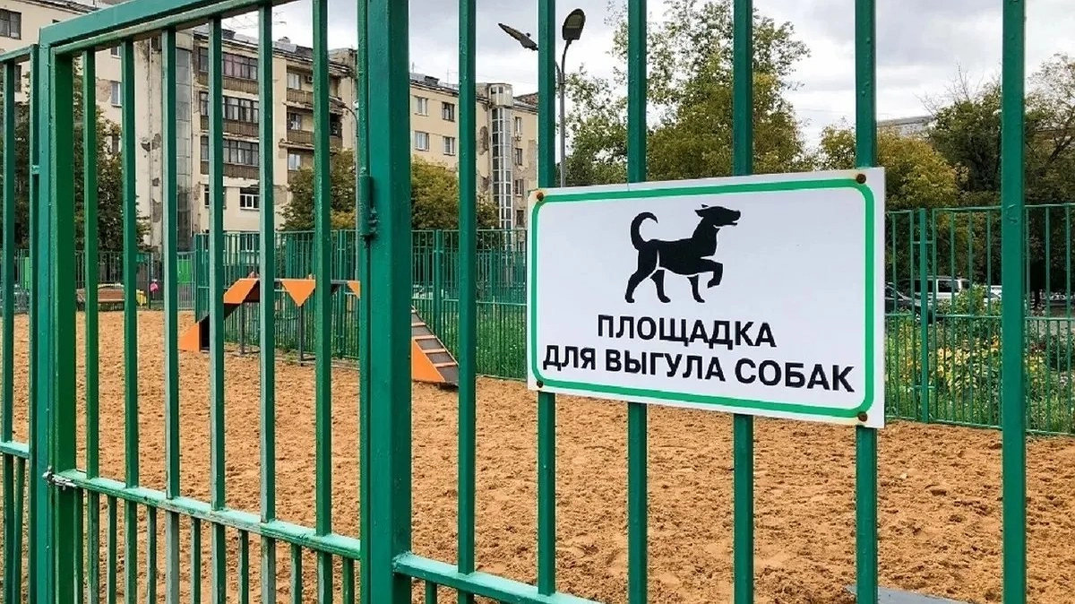 Главная картинка новости: Сколько раз в день нужно выгуливать собаку — ответил ветеринар