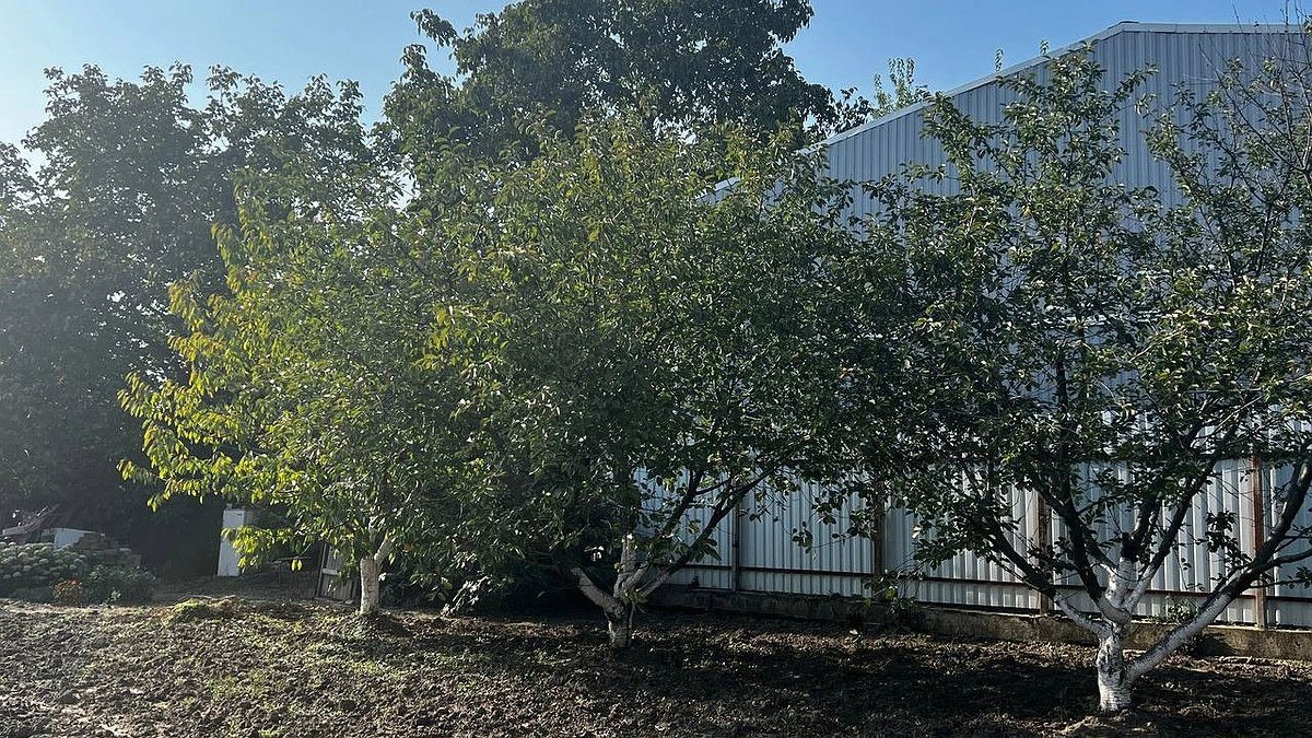 Главная картинка новости: Раскидала 1 пачку дешевой крупы по грядкам и почва как чернозем — всеми привычный навоз больше не нужен