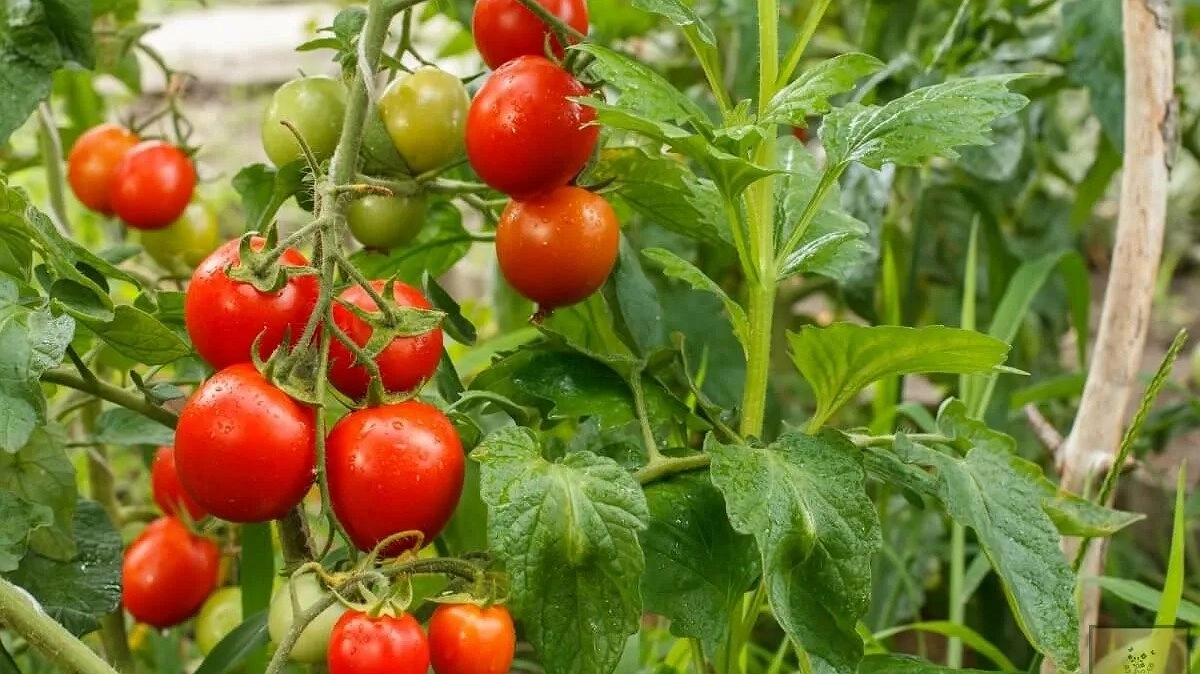 Этот сорт томатов не болеет и плодоносит до морозов: с одного куста собираю по 5 кг