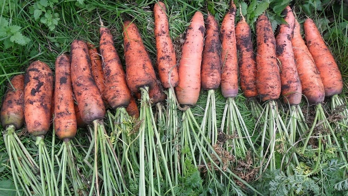 "Морковь сразу пойдет в рост": в июне полейте грядку этим раствором — первый шаг к богатому урожаю