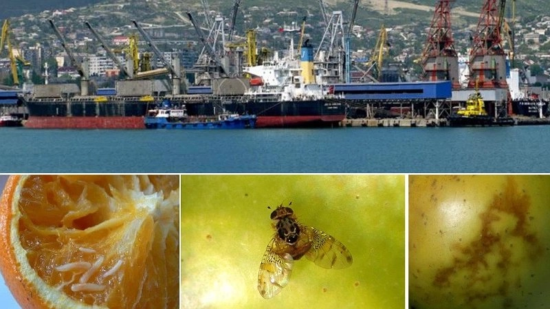 Борьба с карантинными вредителями: статистика Новороссийского филиала ФГБУ «ВНИИКР»