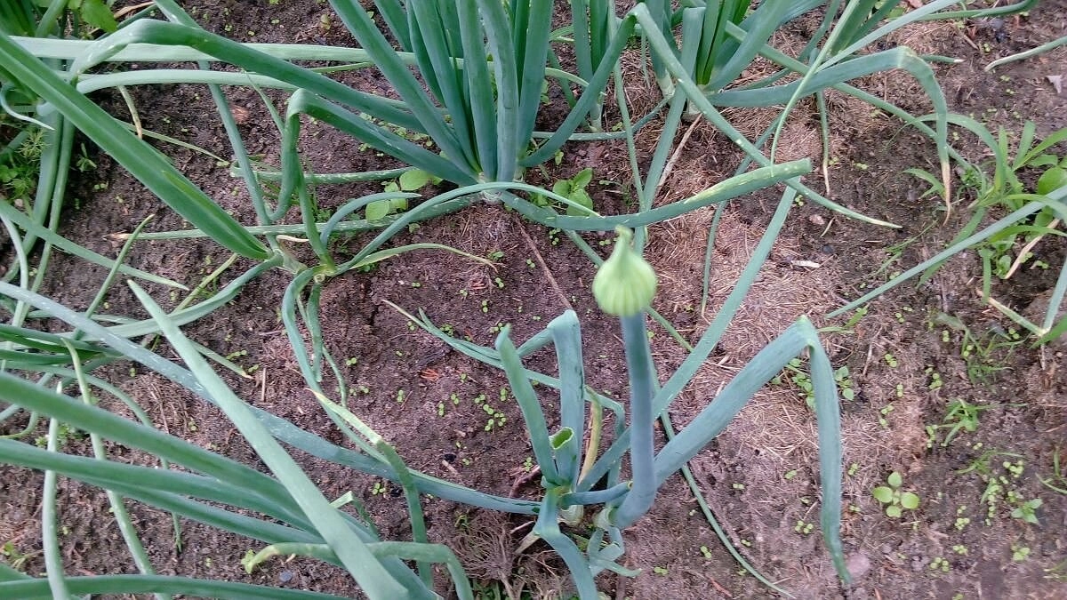 Главная картинка новости: Как получить крупный лук без стрелок: секрет идеального урожая