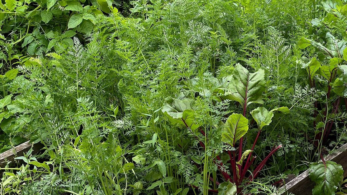 Как сохранить морковь сочной до весны: главные правила уборки, которые все игнорируют