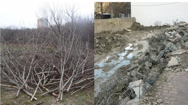 Всех неравнодушных к судьбе Пионерской рощи призывают подписать петицию на change.org