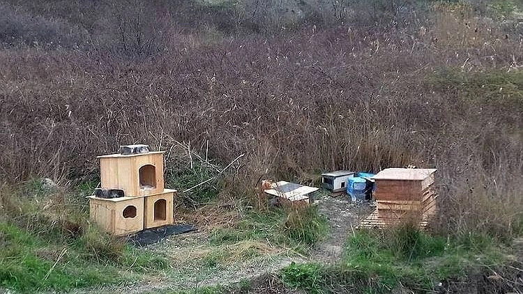 Неравнодушная жительница Новороссийска восстановила «Кошкин дом», уничтоженный вандалами