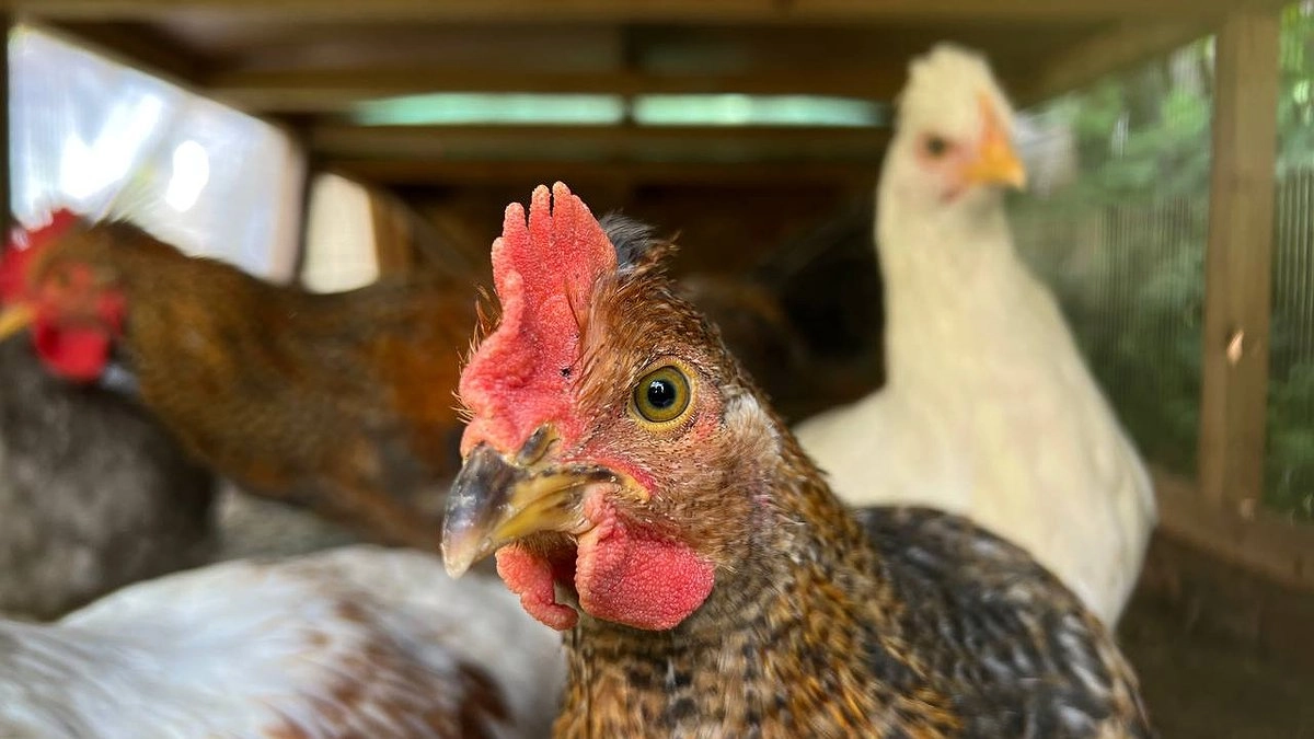 Секрет дачника: как я сократил расходы на корм вдвое, а яиц стало больше