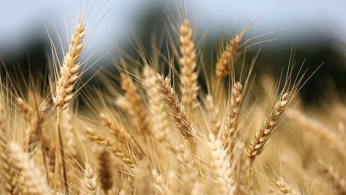 Резкое падение экспорта пшеницы через Новороссийск: причины и перспективы