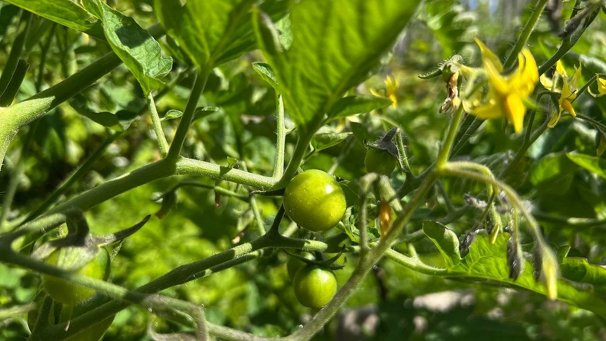 Трещины на томатах: как мгновенно спасти урожай — советы от опытного агронома