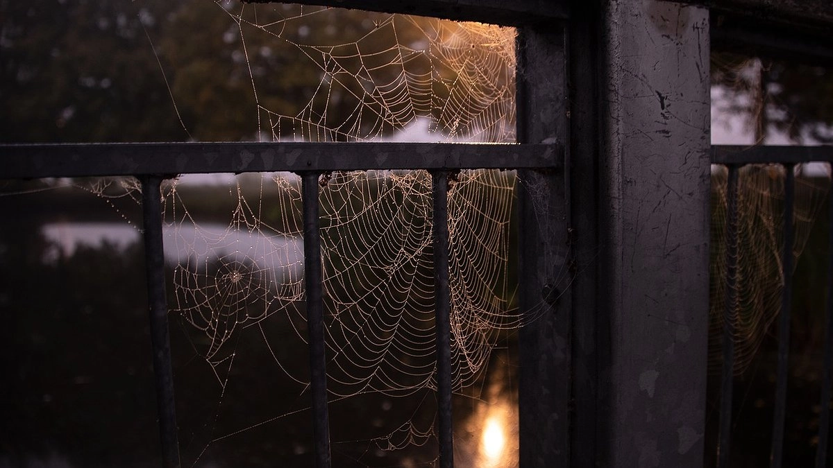 Главная картинка новости: Появление паука в доме — не сигнал беды, а знак свыше и мощная защита от неприятностей: чего стоит ждать