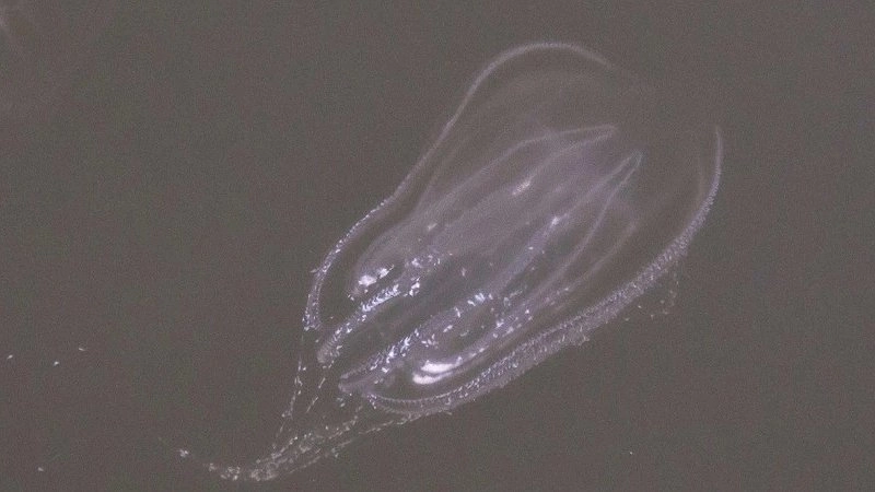 Главная картинка новости: В Суджукской лагуне замечена медуза-вредитель