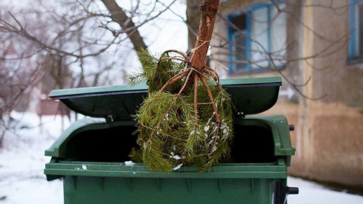 Главная картинка новости: Куда сдать живую ёлку в Новороссийске: адреса всех 9 пунктов утилизации
