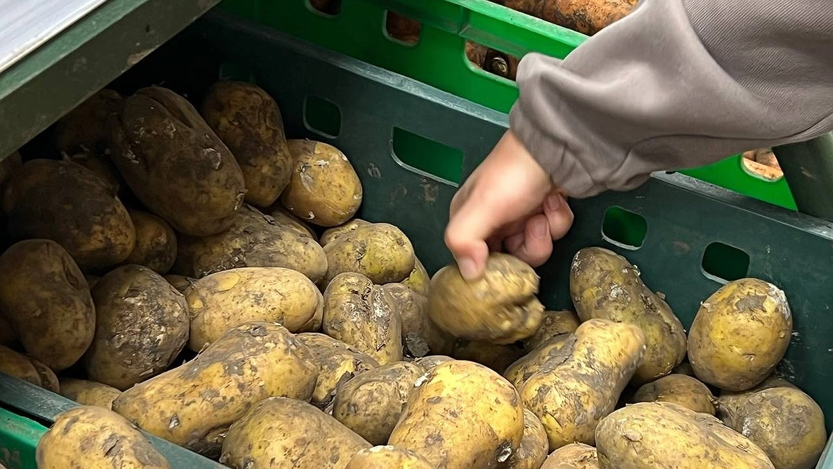 В Новороссийске картофель подешевел на 14% за неделю, лук подорожал на 16%