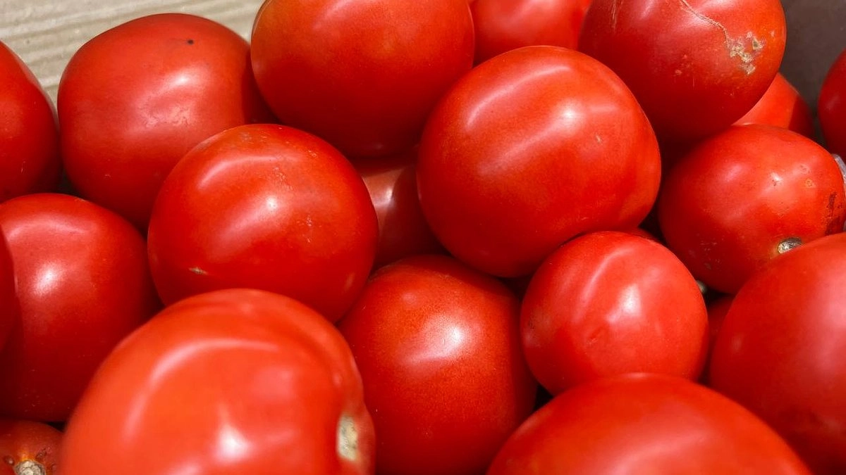 По ложке на лунку, и томаты завалят урожаем: вырастут ароматными, сладкими, большими и мясистыми