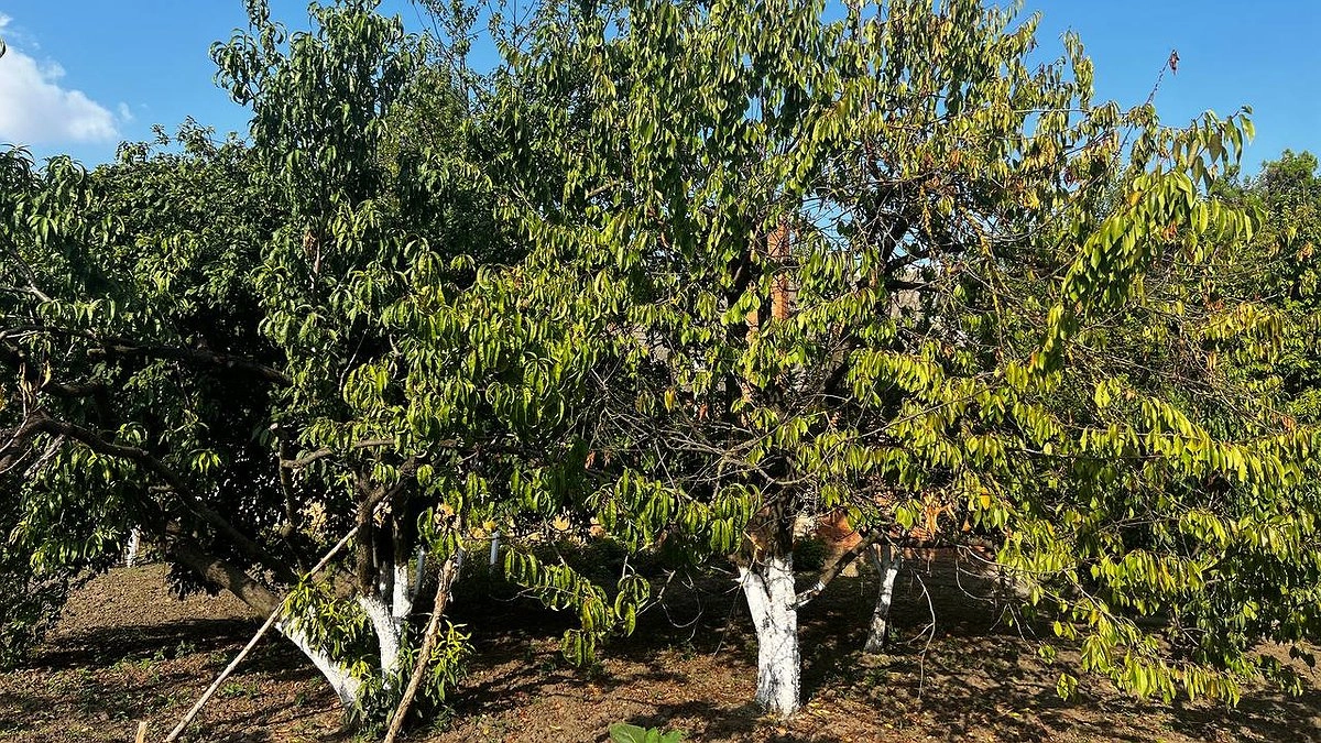 С 19 апреля на деревья и кустарники вводится строгий запрет: подписали решение для всех россиян, у кого есть дача или участок — новые штрафы