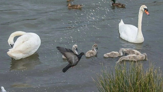 Лагуна на Суджукской косе в Новороссийске превращается в живой уголок