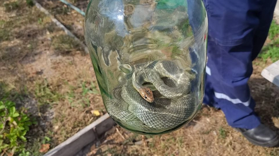 «Змеи тоже хотят жить с удобствами!»: в дом новороссийцев заползла змея