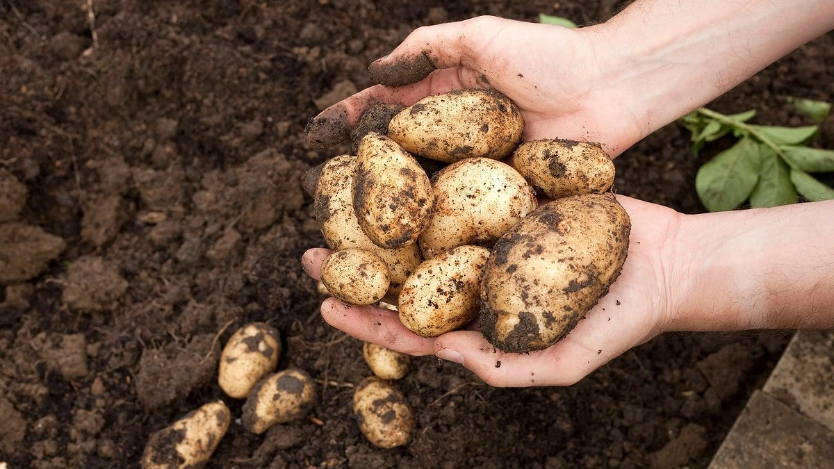 С каждого куста — ведро картошки: проверенные сорта, которые не подведут