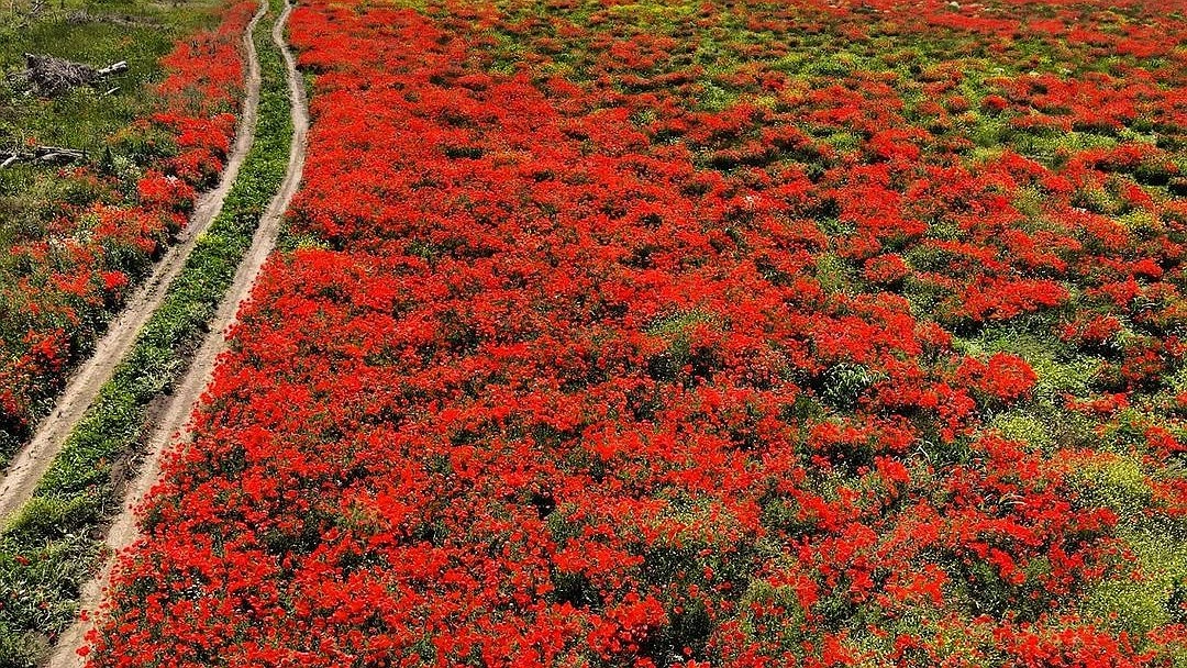 Главная картинка новости: «Настоящая маковая феерия!» Под Новороссийском нашли огромное поле алых цветов. Видео