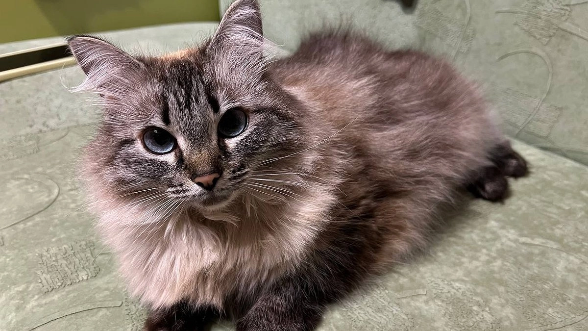 Владельцам животных в Новороссийске стоит готовиться: ветеринарные услуги по всей России резко подорожали