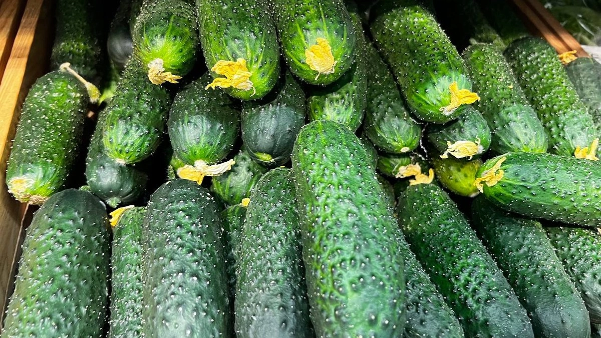 Главная картинка новости: Смешиваю йод с молоком и "кормлю" огурцы в июле: не одного пожелтевшего листочка — плодоносят как бешеные